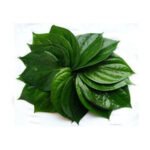 Betal Leaf Plant Sweet Variety Maghai Paan Plant 1ft Height Pack of 1