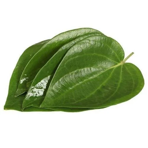 Betal Leaf Plant Sweet Variety Maghai Paan Plant 1ft Height Pack of 1