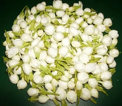 GI Tag Store Indian Jasmine Plant Live/Madurai Malli